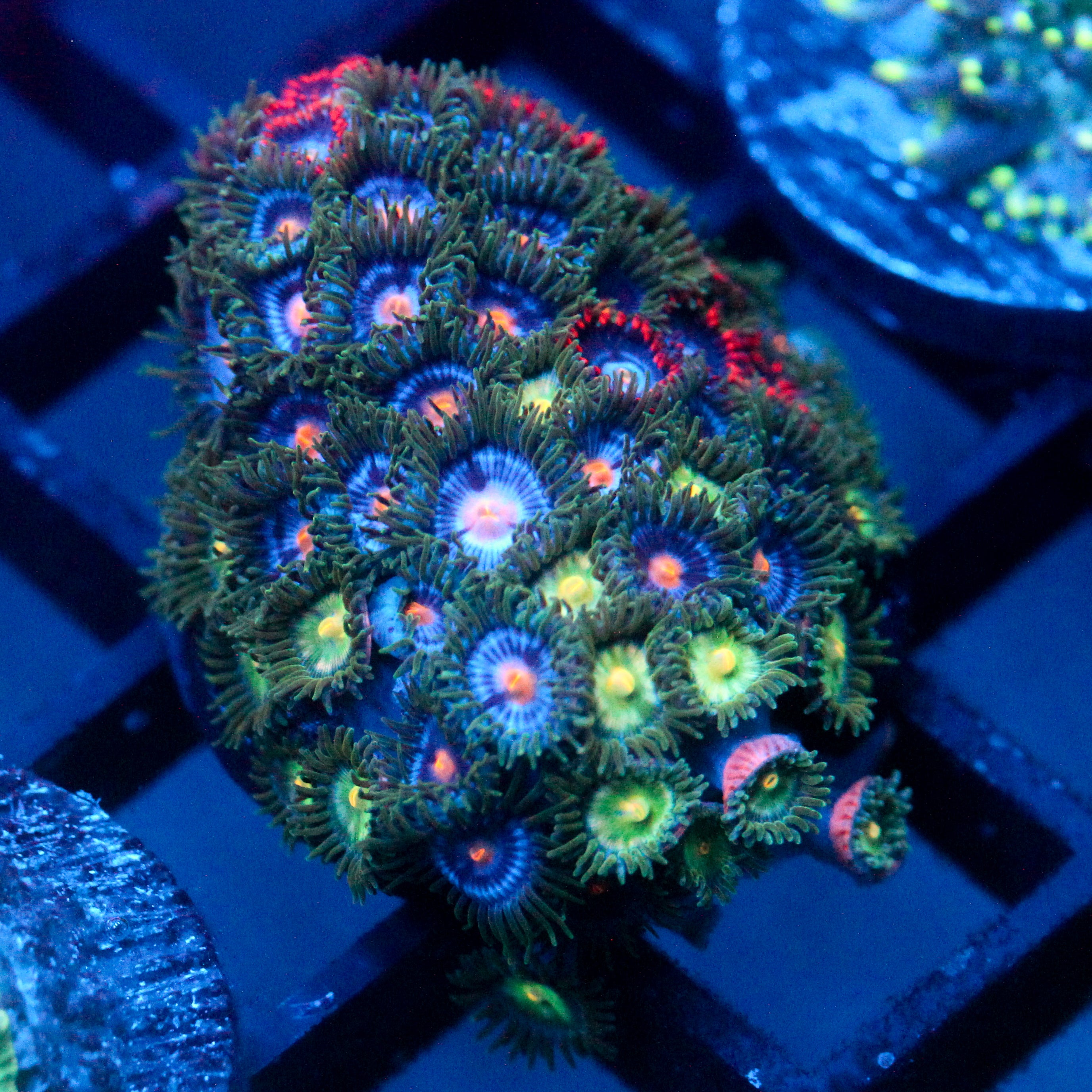 JC Zoa Garden Seed