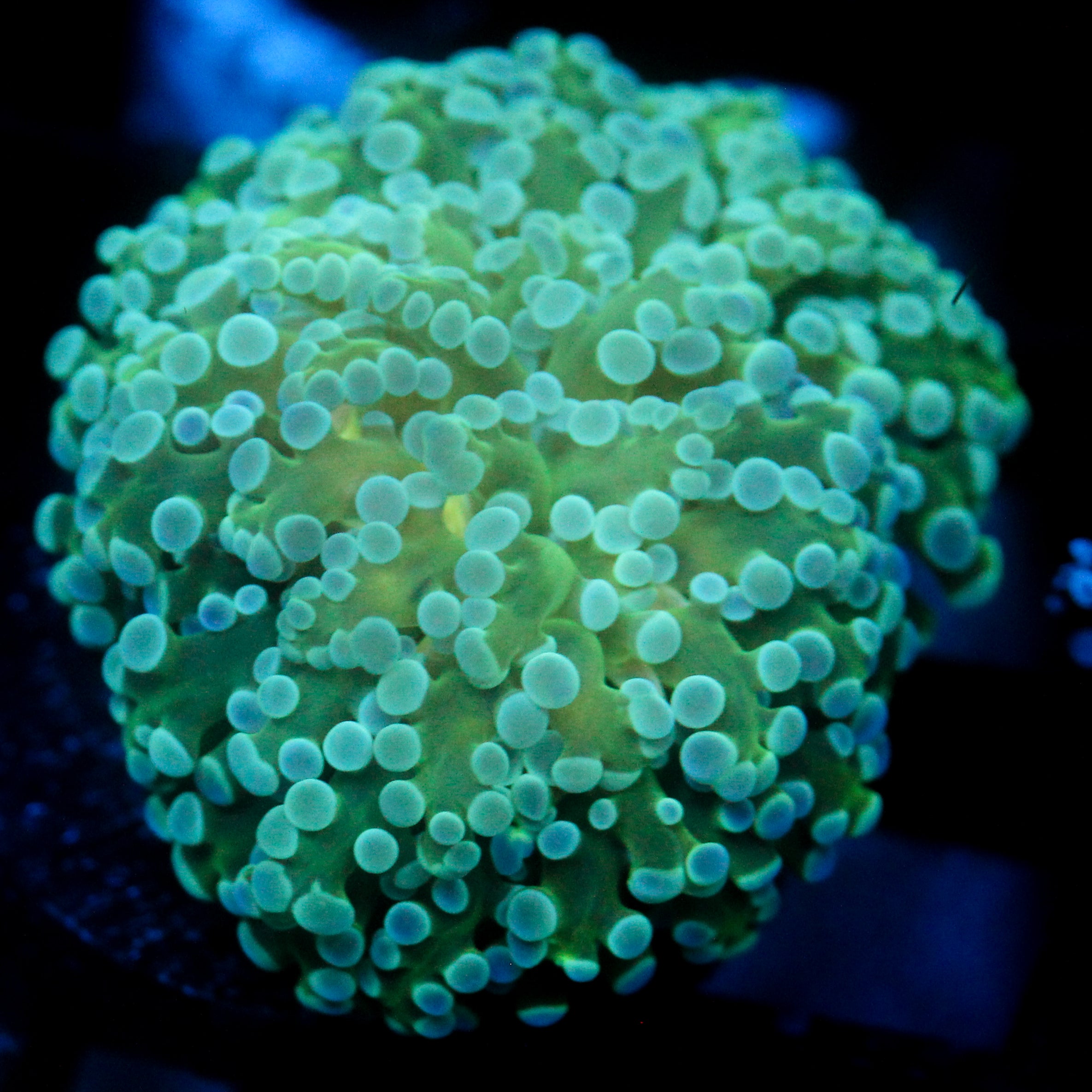 JC Under Glow Octo