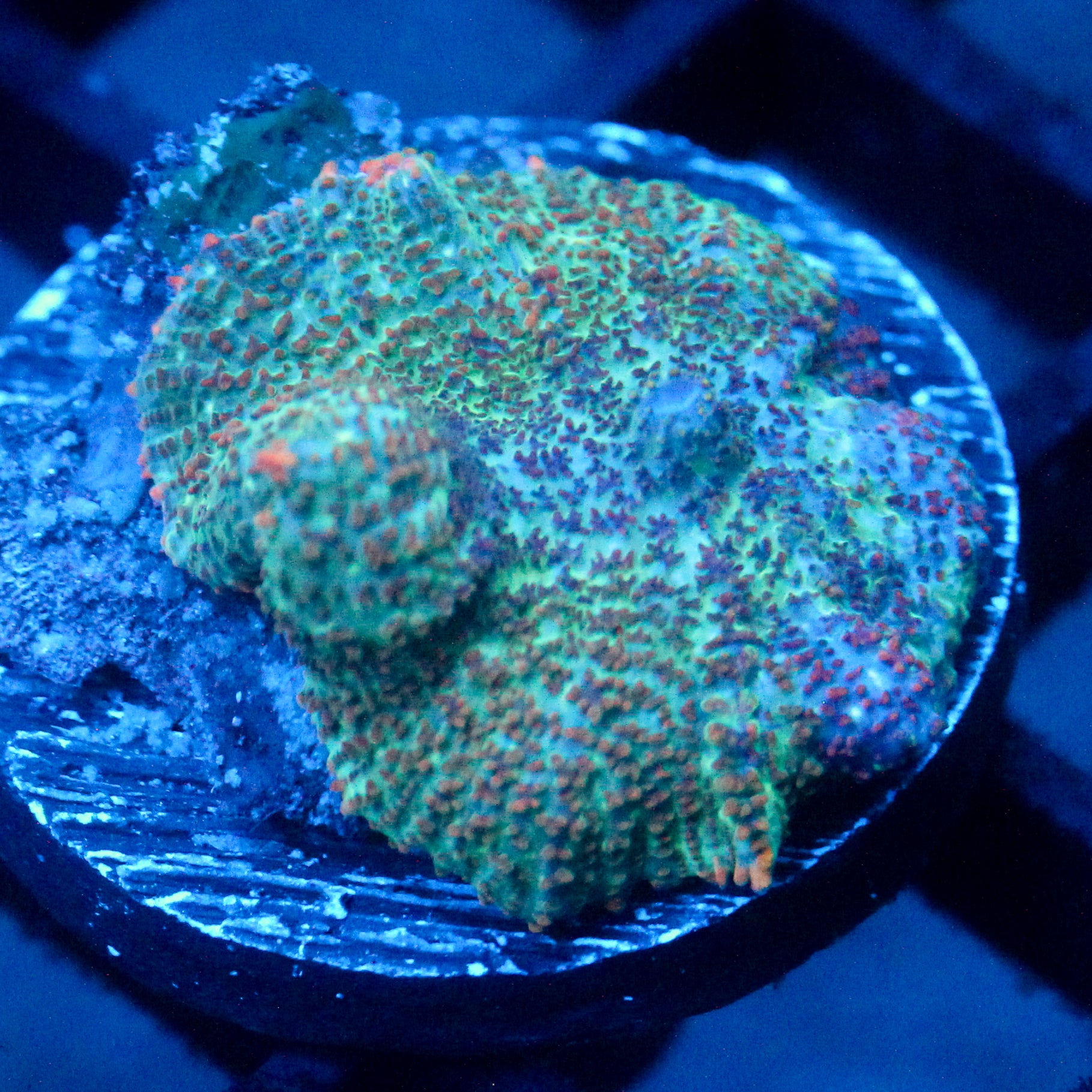 JC Cuprum Calamity Rhodactis