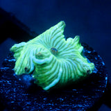 JC Blue Streak Watermelon Rind Discosoma