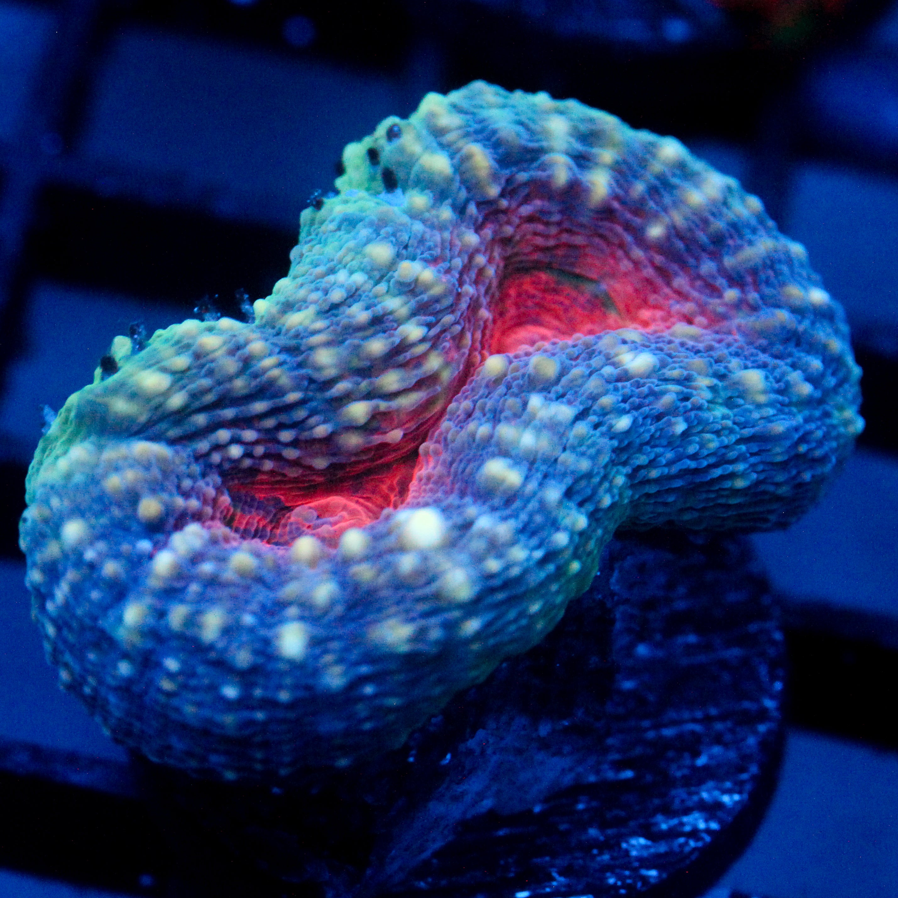 JC Pacific Rim Branching Lobo Frag