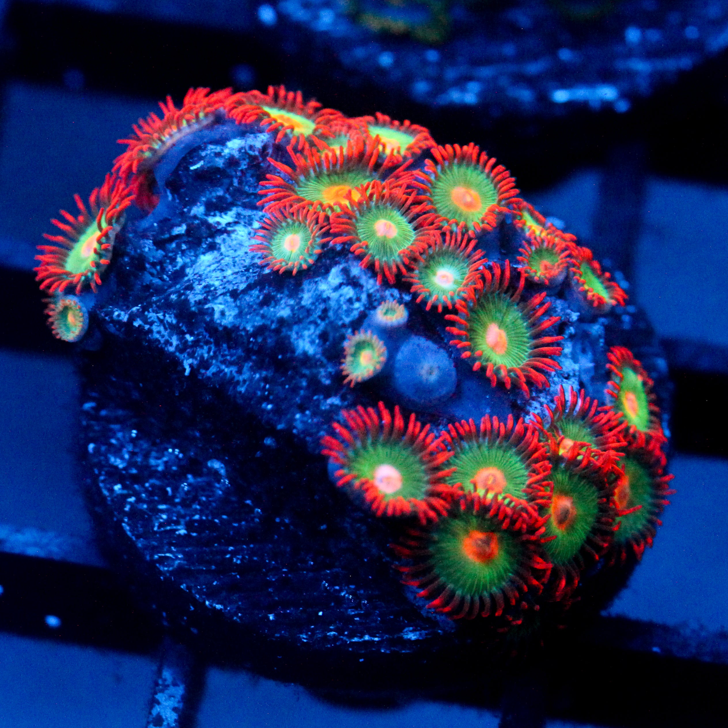 JC Gatorade Zoanthids