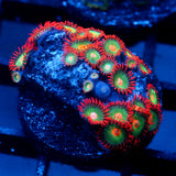JC Gatorade Zoanthids
