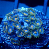 JC Blue Burst Zoanthid