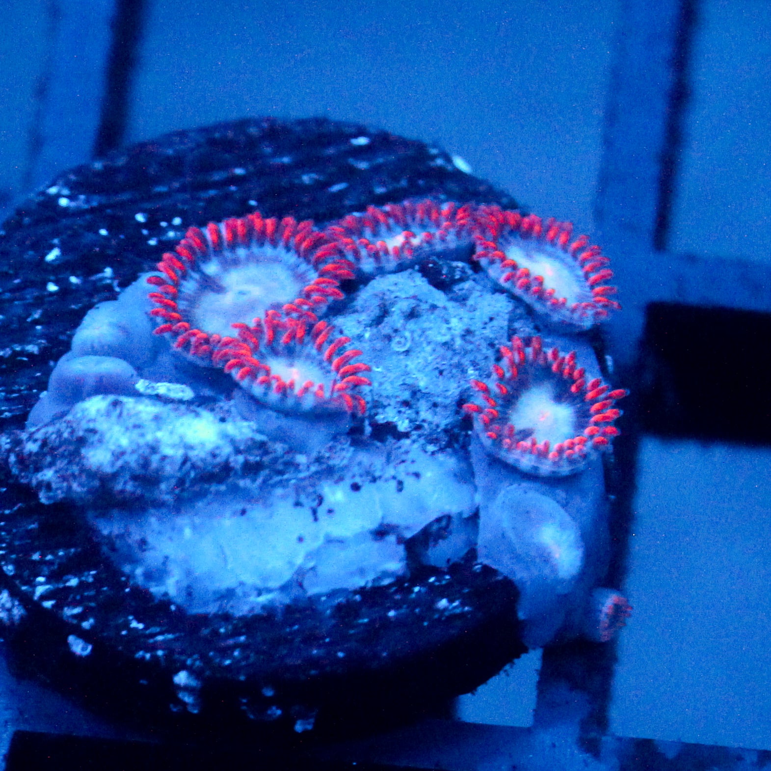 JC Edge of Reality Zoanthid