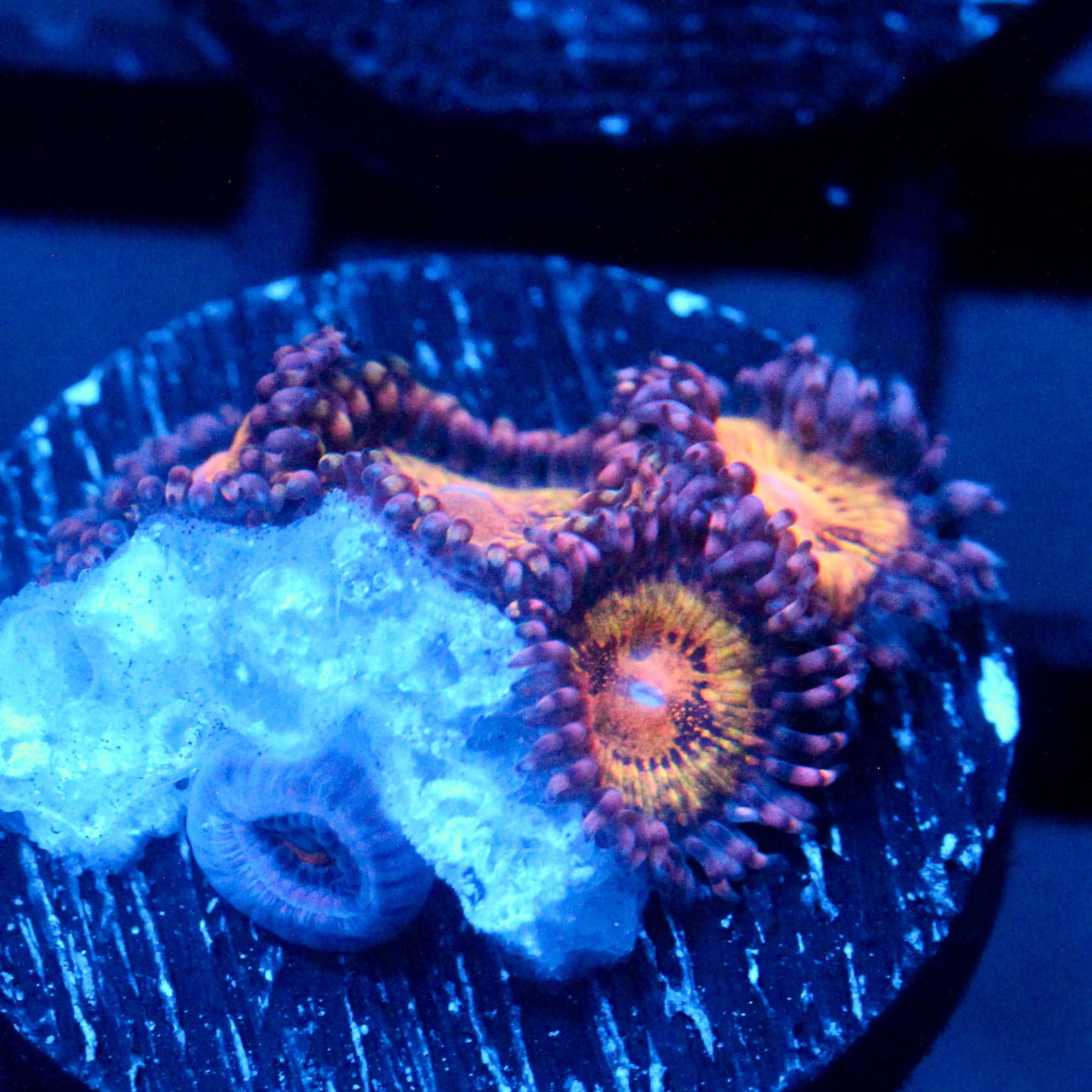 JC Speckled Kraze Zoanthid