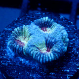 JC War Torn Favia