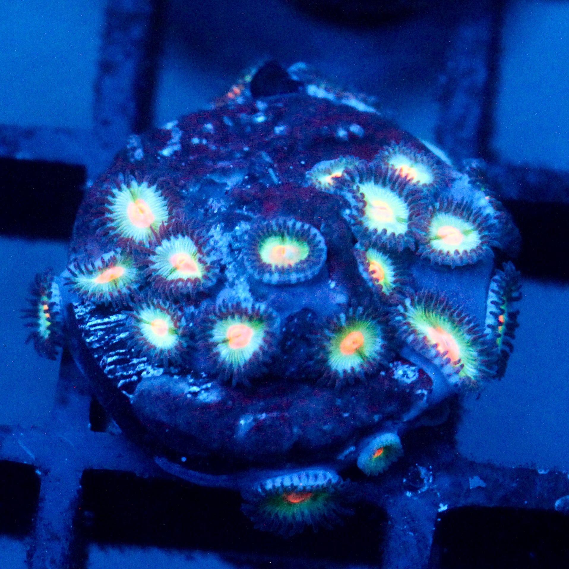 JC Blue Raven Zoanthid