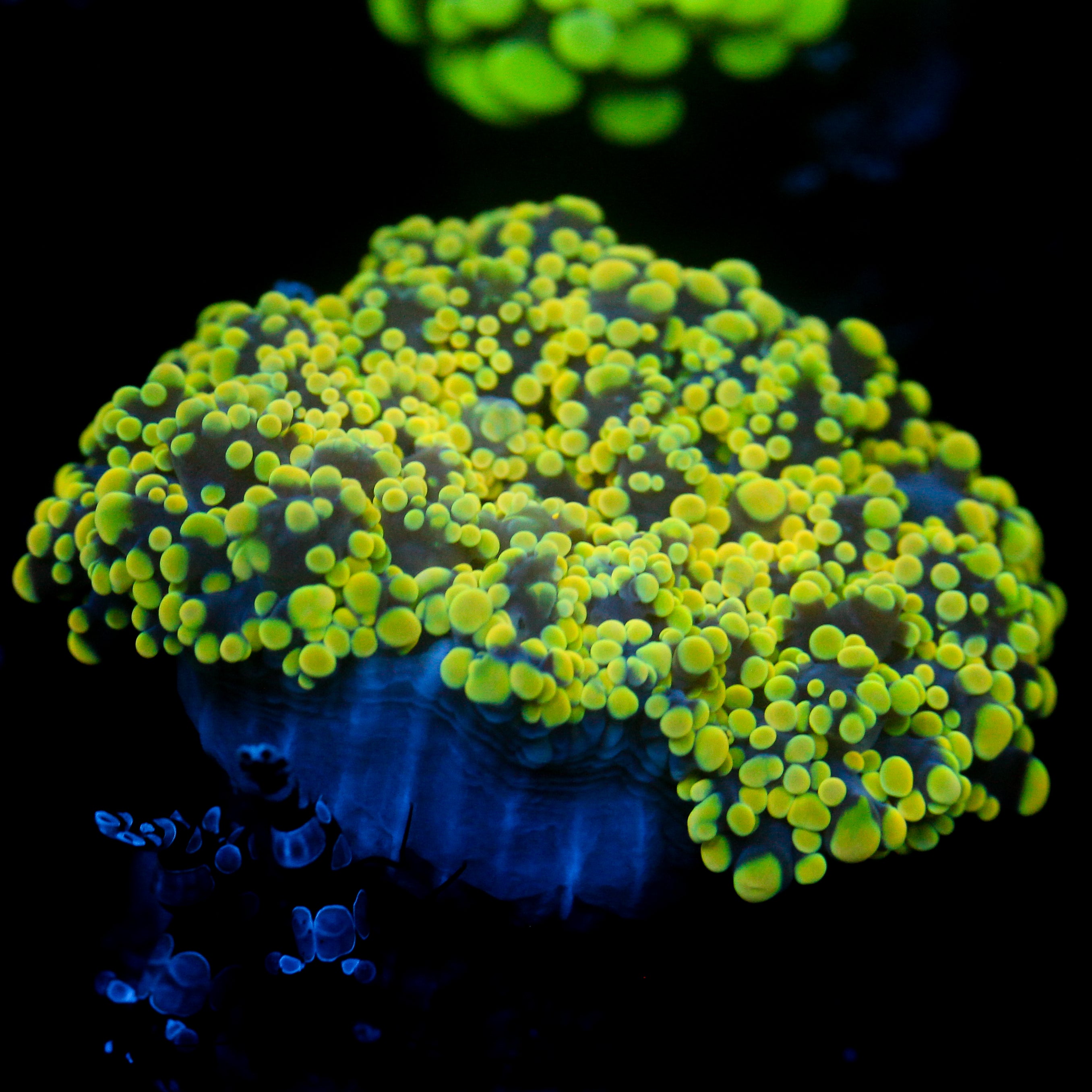 JC Oh She's Yellow Octo