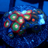 JC Gatorade Zoanthids