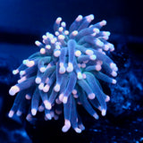 JC Darkling Hurricane Torch