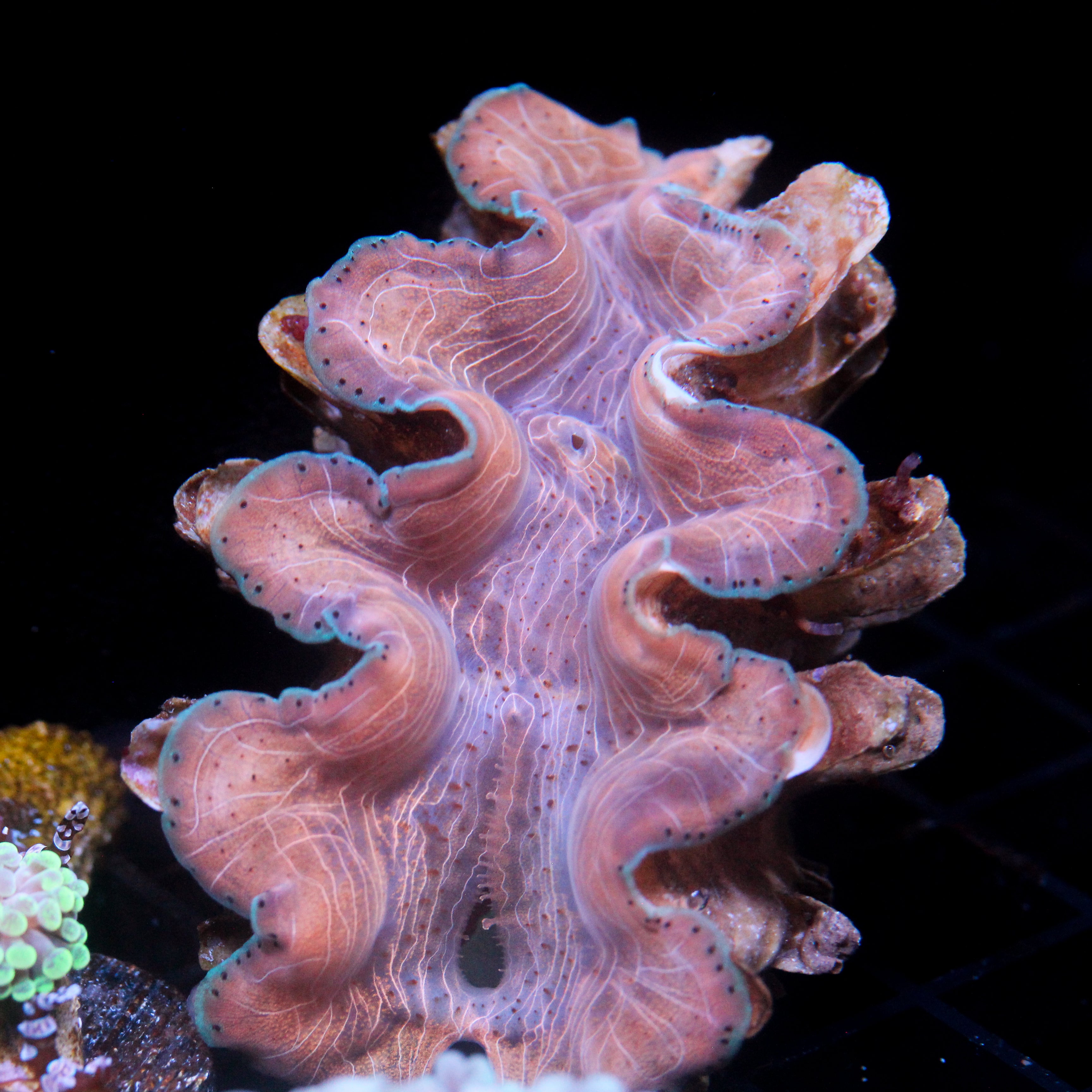 JC Biota Aquacultured Squamosina