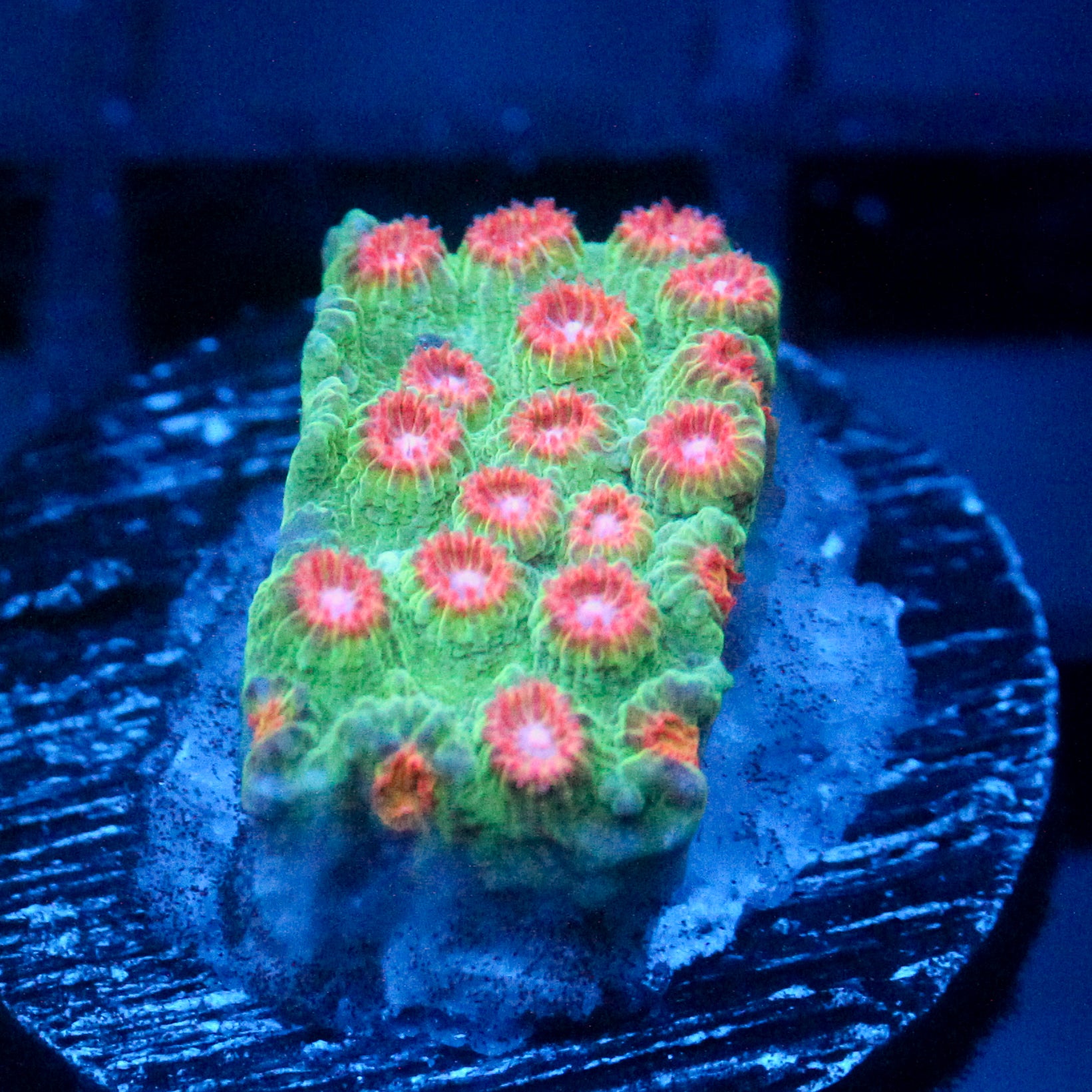 JC Evil Swarm Cyphastrea