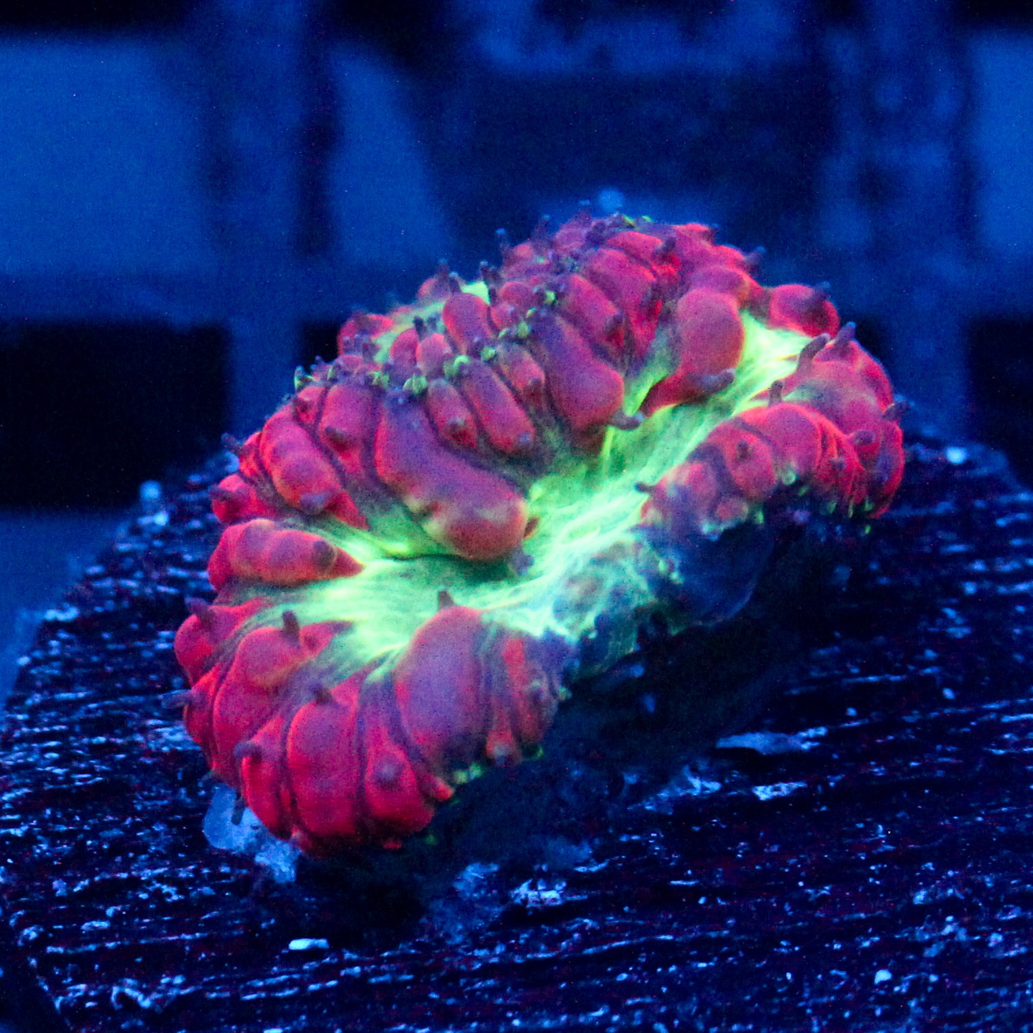 JC Plumpy Blasto
