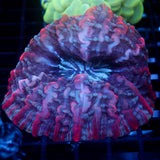 JC Red Riot Indophyllia 3