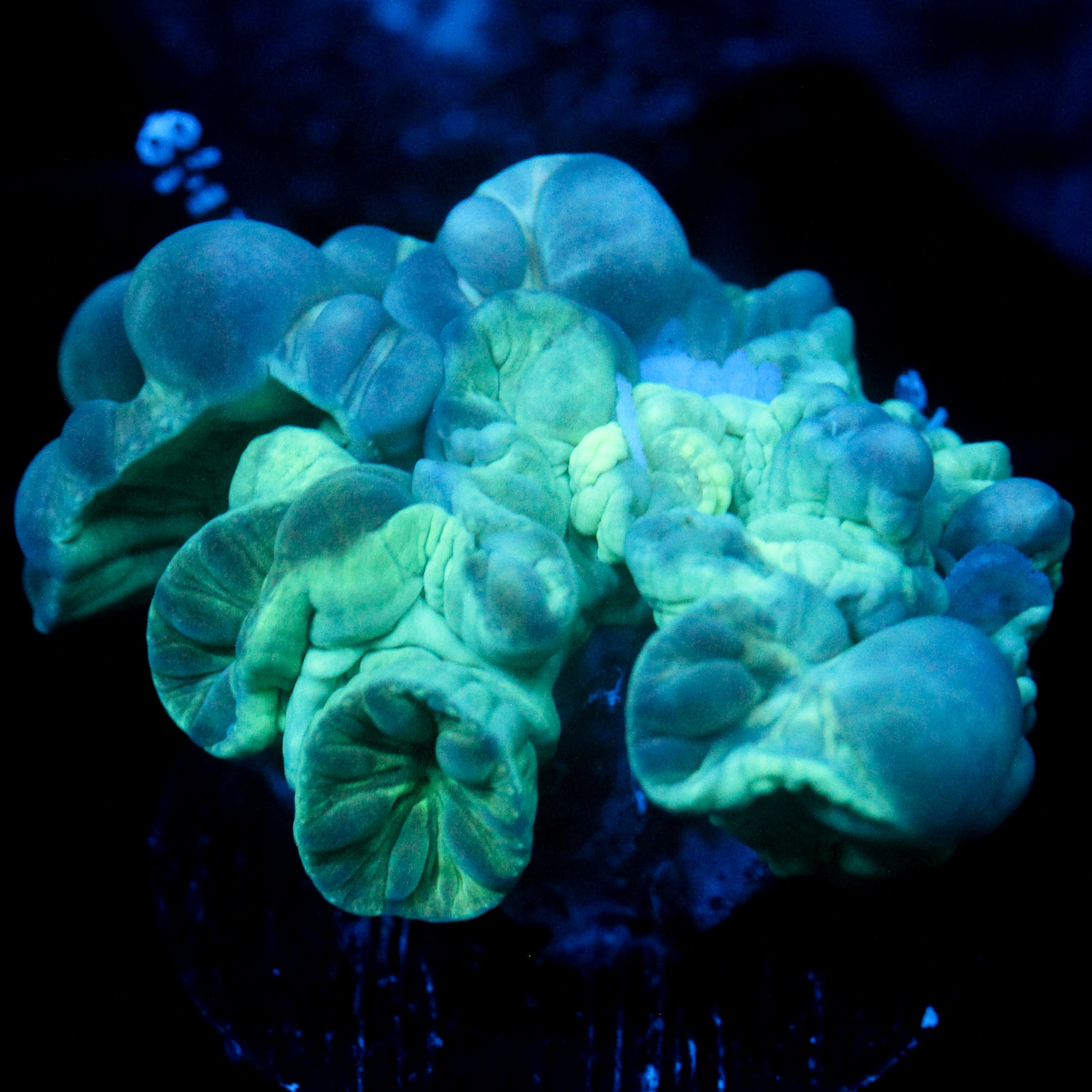 JC Aquacultured Fox Coral Frag
