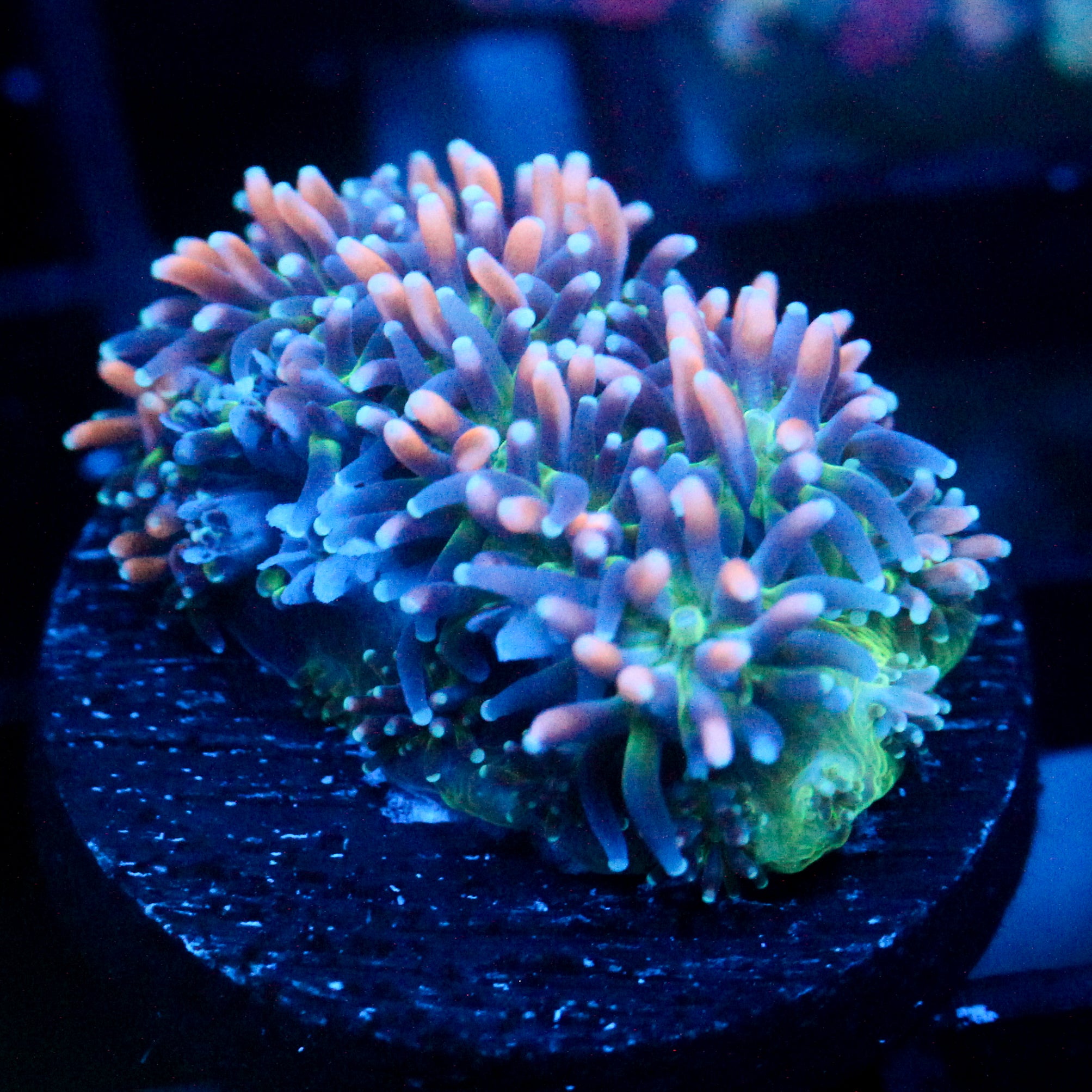 JC Sour Sucker Galaxea