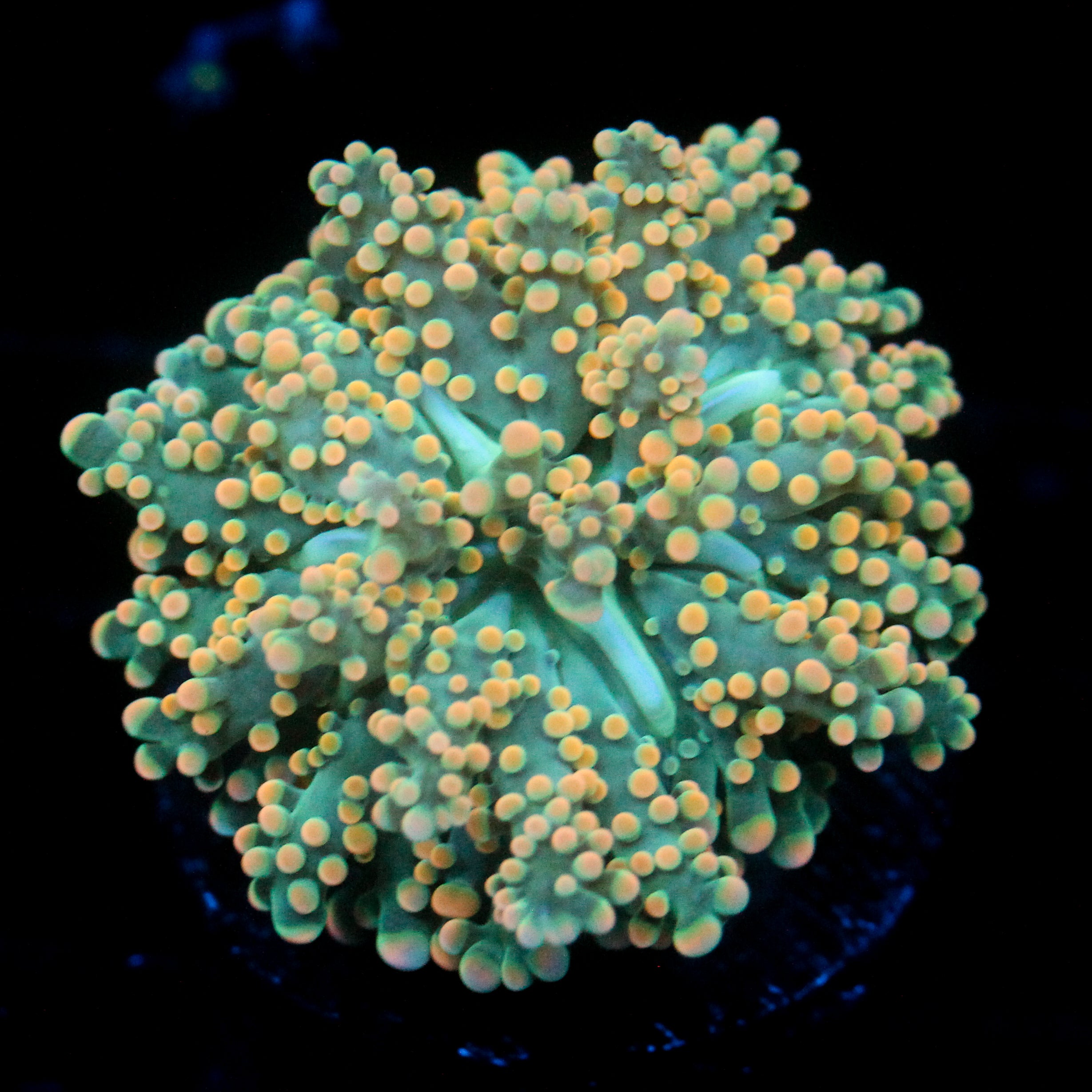 JC Creamcicle Octo
