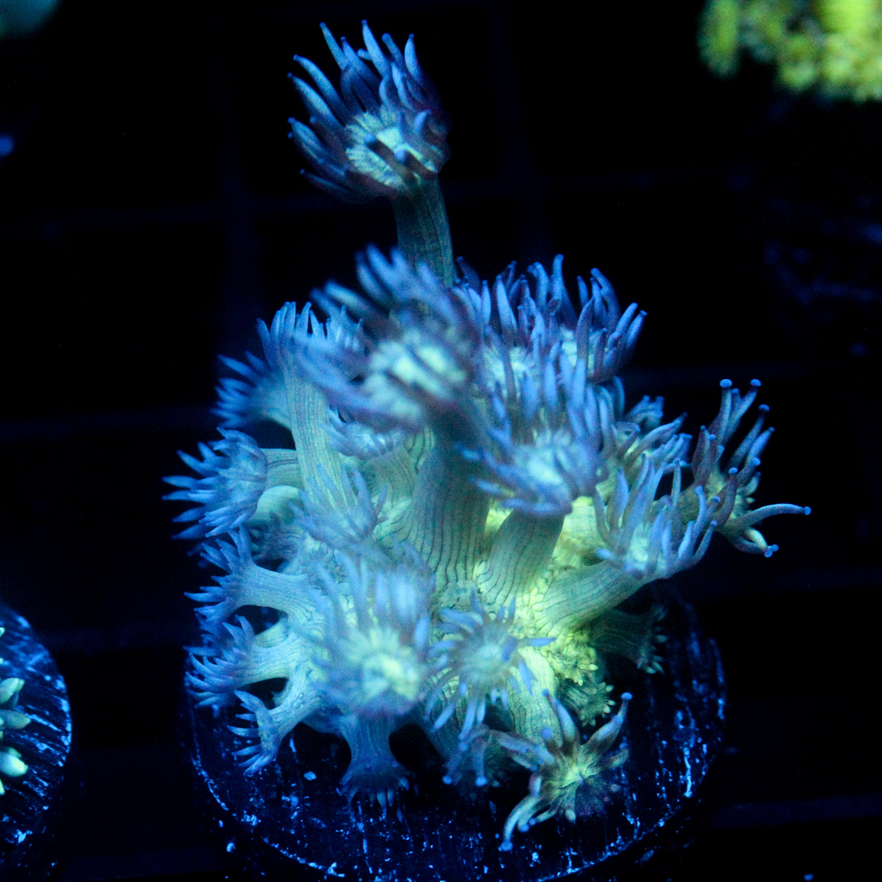 JC Peacock Goni
