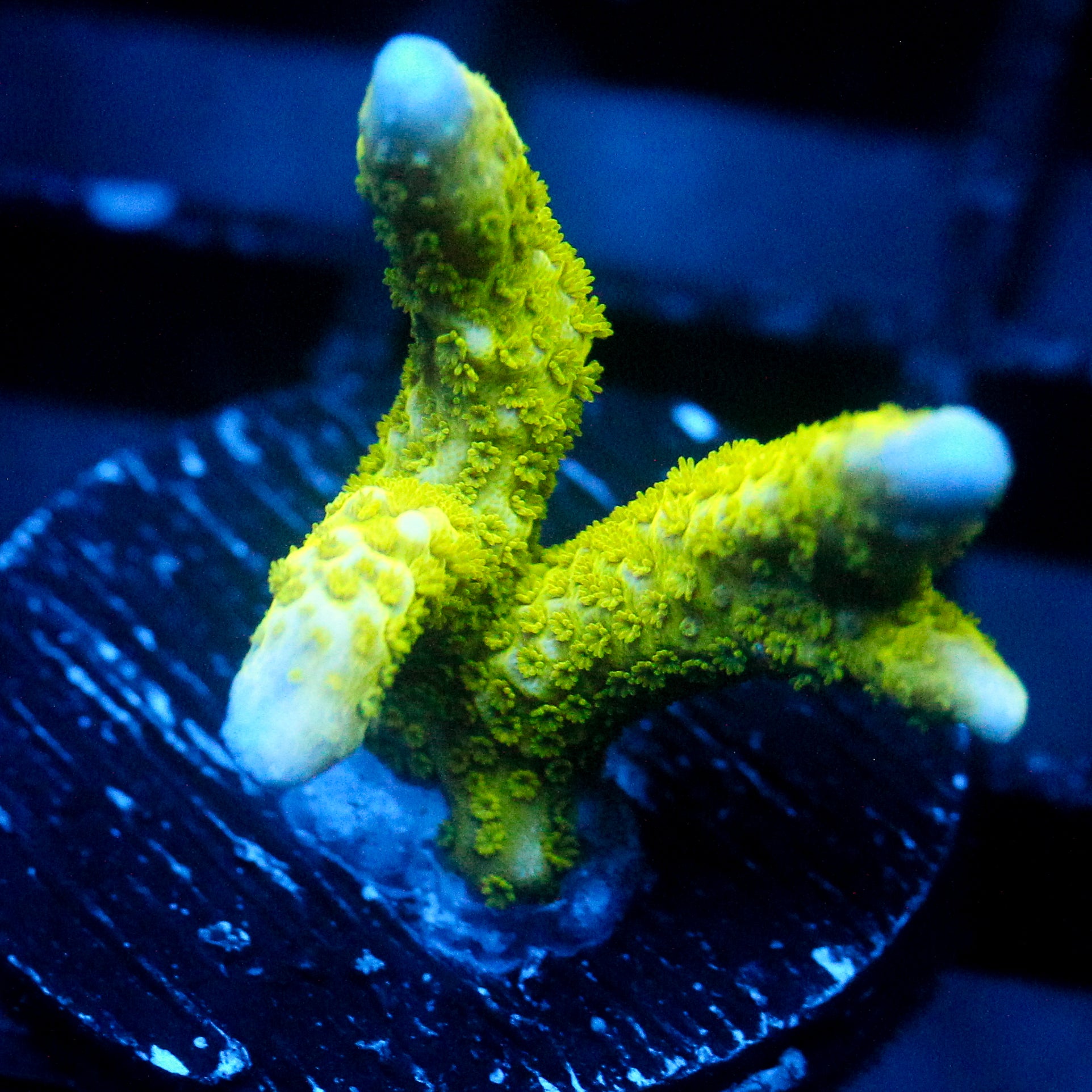 JC Neon Green Digi Monti