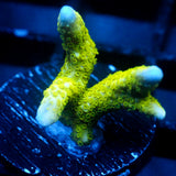 JC Neon Green Digi Monti