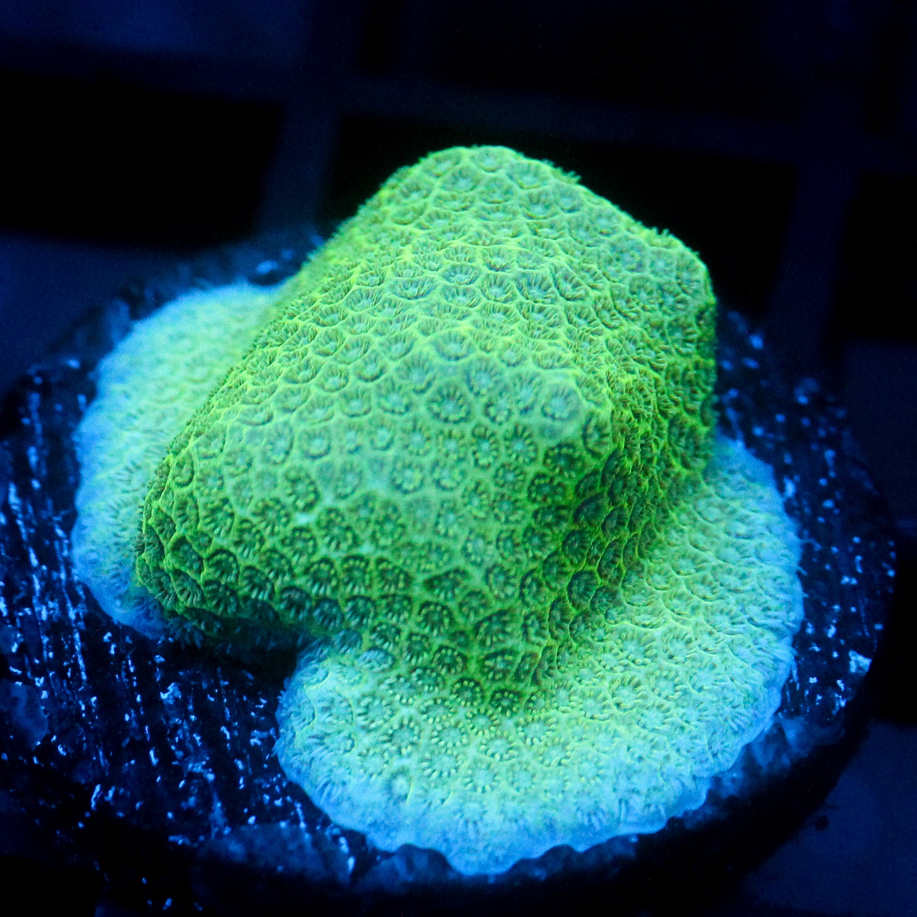 JC Green Poroites Coral