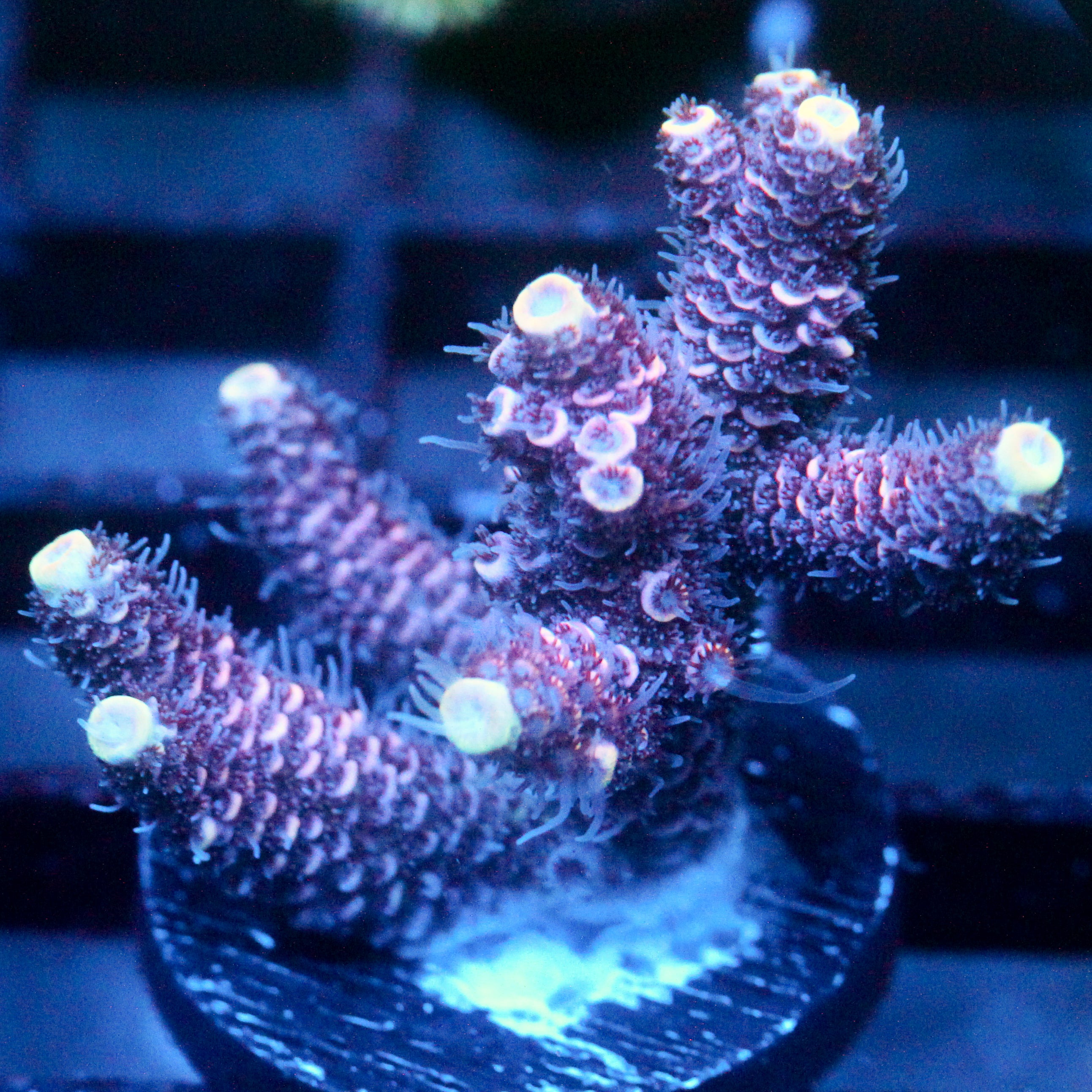 JC Hyacinth Acro