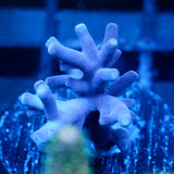 JC Purple Princess Acro