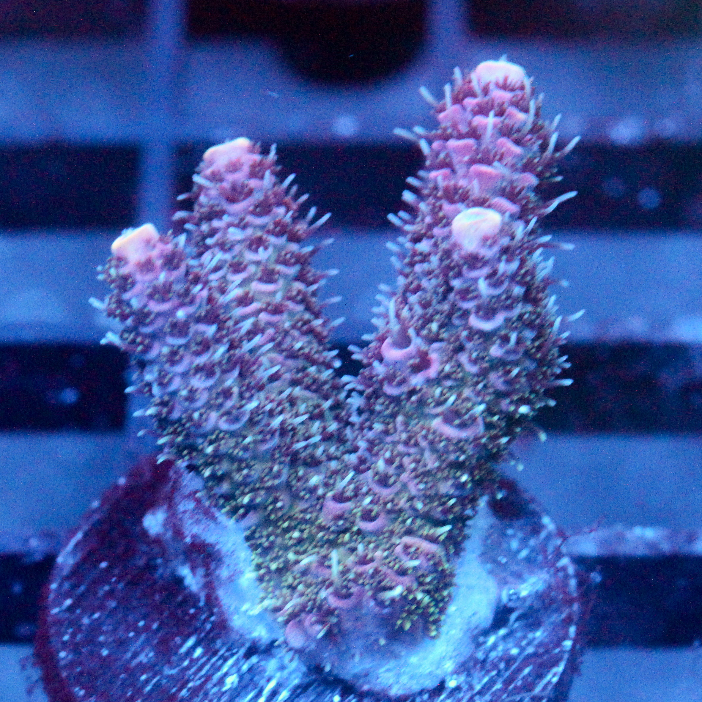 JC Enchantment Acro