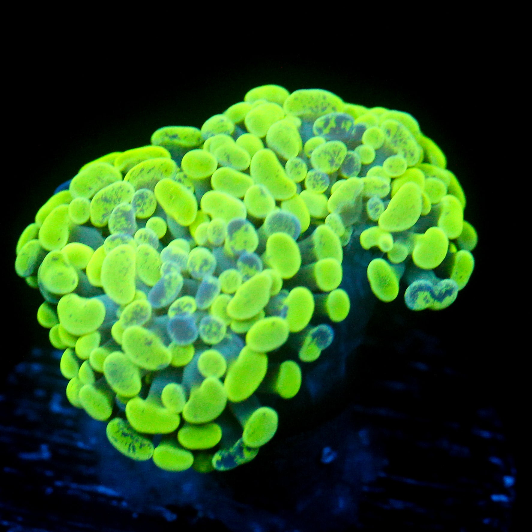 JC Neon Splatter Hammer