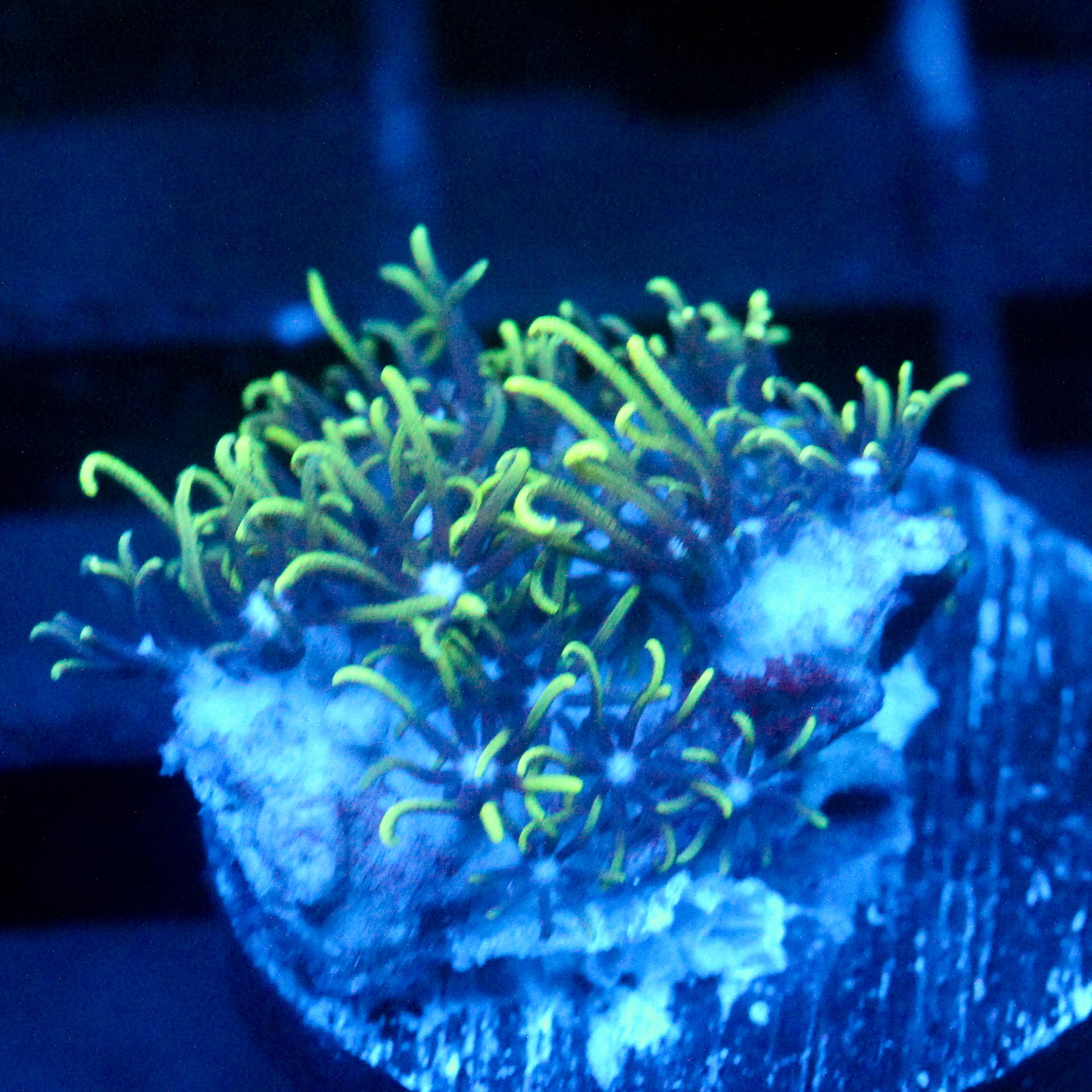 JC Minty GSP