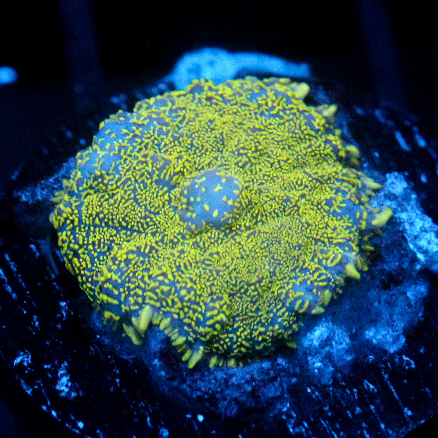 JC Glowstone Rhodactis