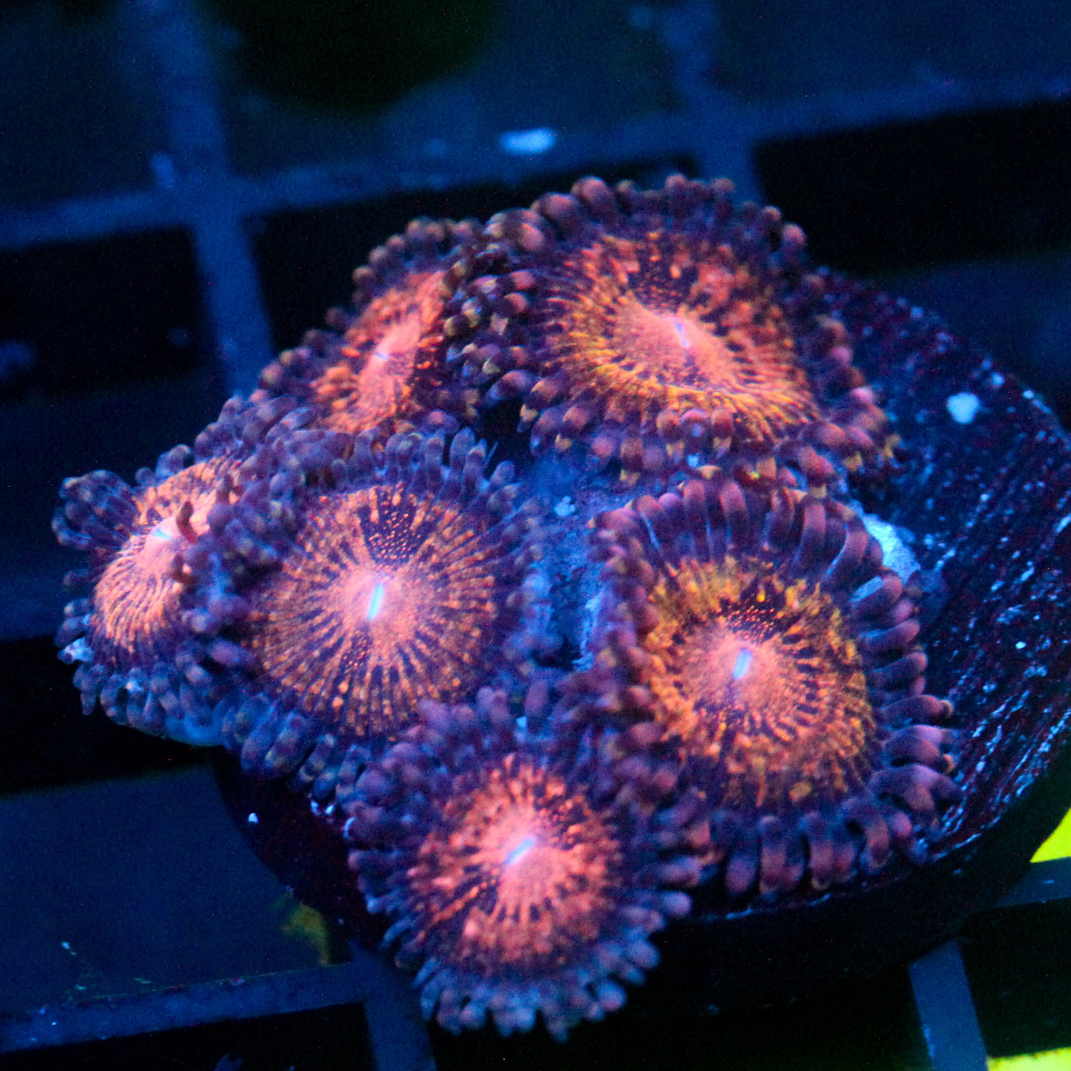JC Speckled Kraze Zoanthid
