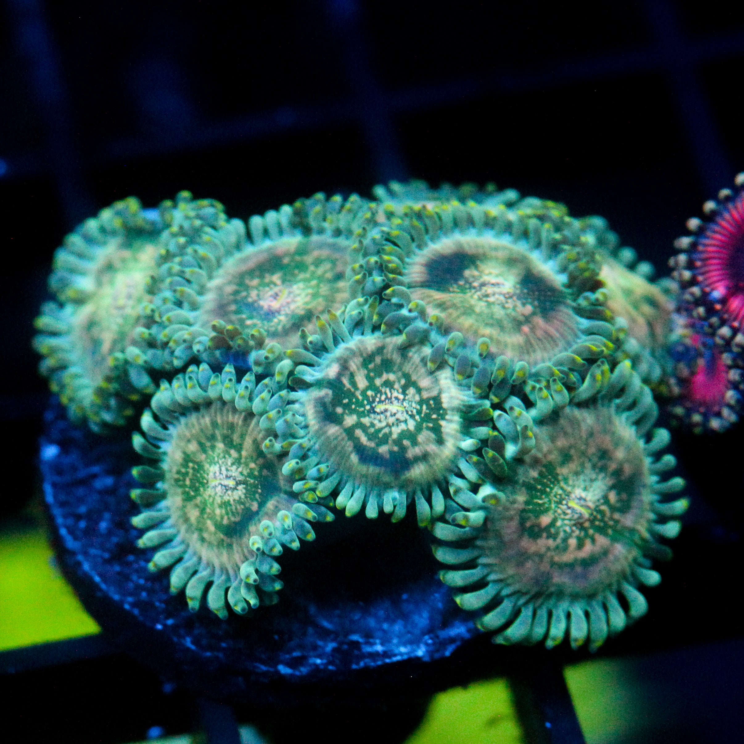 JC Hawaiian Ding Dang Zoanthid
