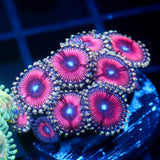 JC Pink Terrorizer Zoanthid