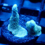 JC Blue Digi Monti