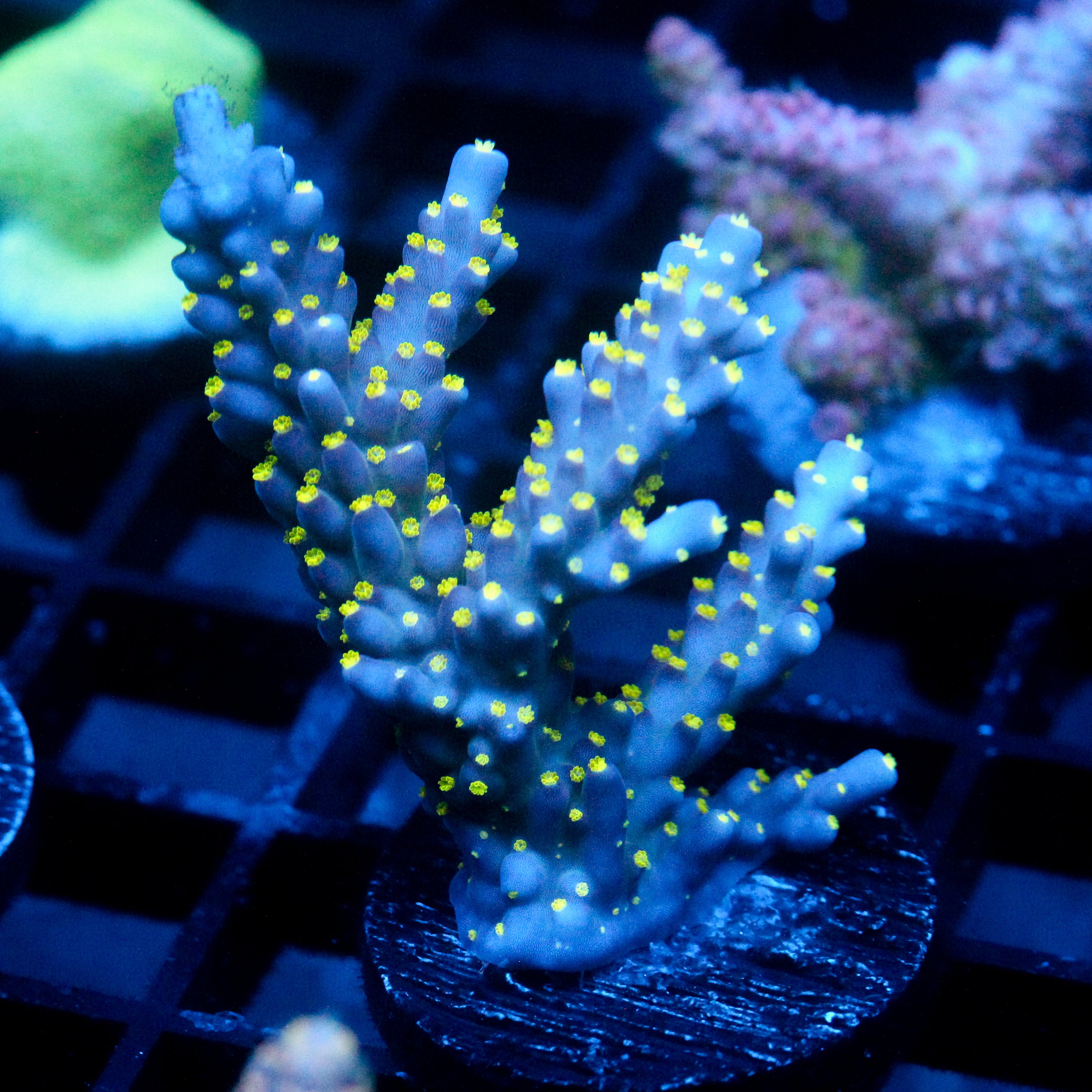 JC Bonsai Acro