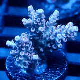 JC Pink Whisper Acro