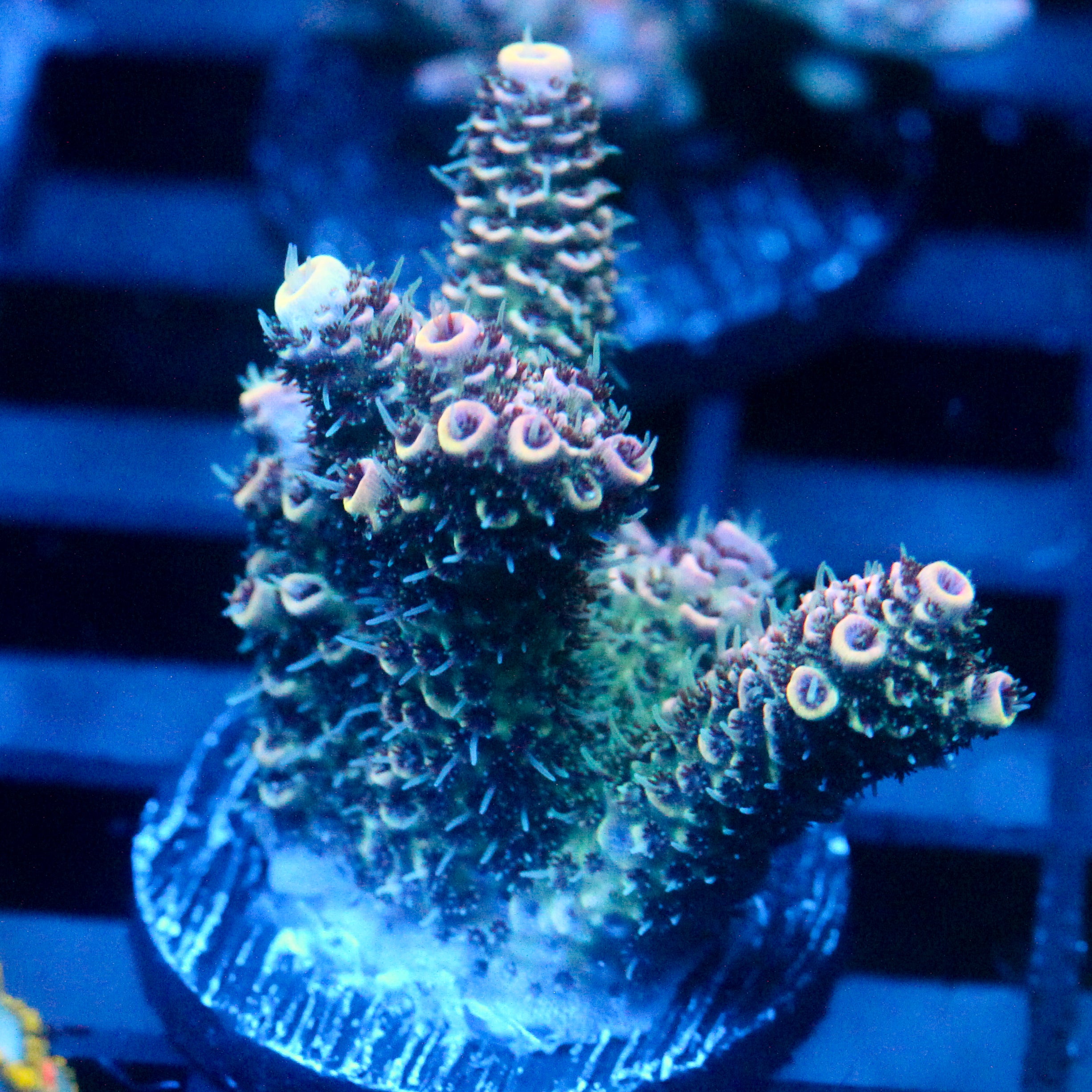 JC Hyacinth Acro