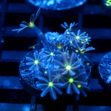 JC Enchantress Polyp Coral