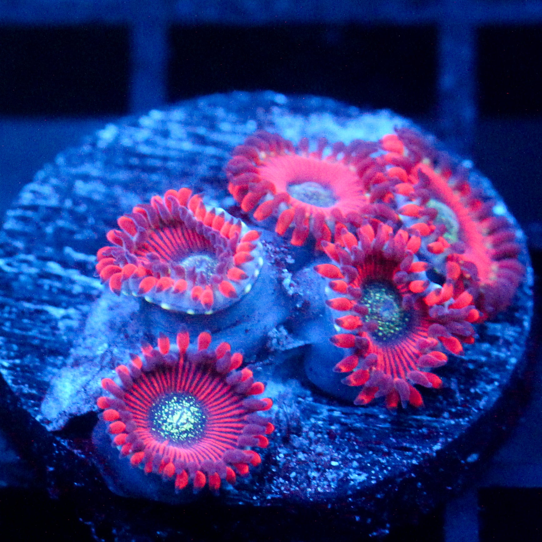JC Magician's Zoanthid