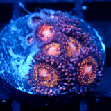 JC Speckled Kraze Zoanthid