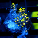 JC GSP