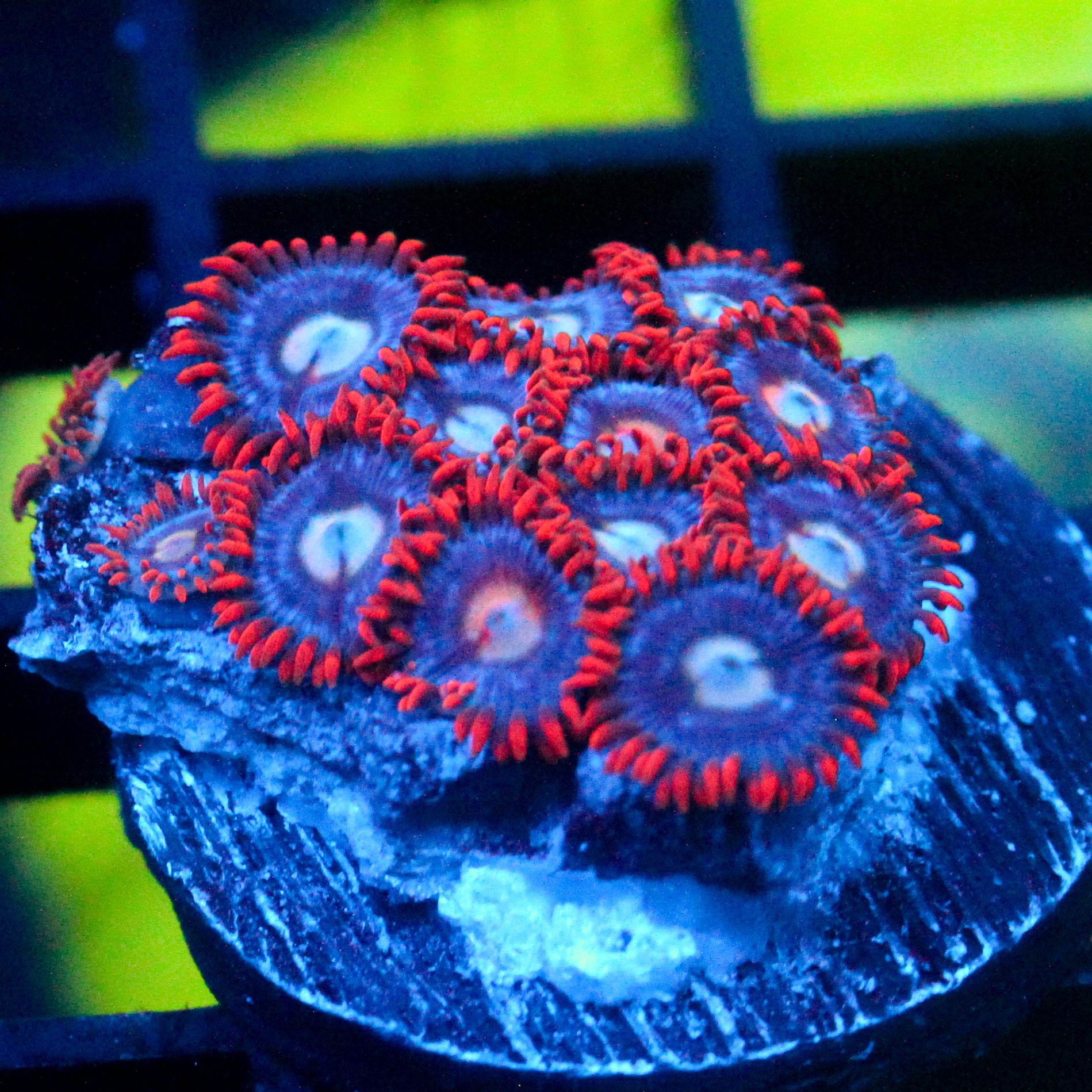 JC Edge of Reality Zoanthid