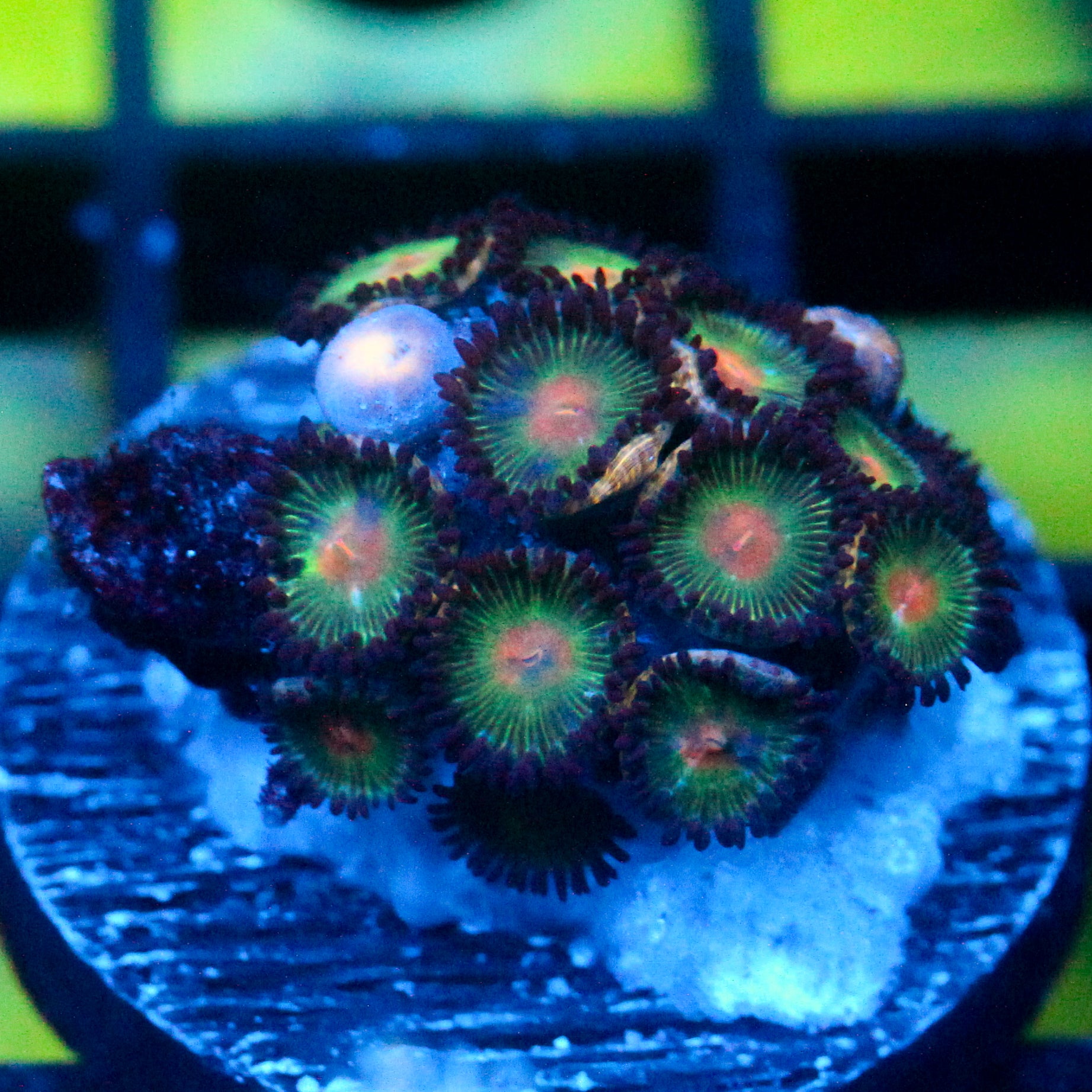 JC Alien Blood Zoanthid