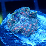 JC Martian Storm Discosoma