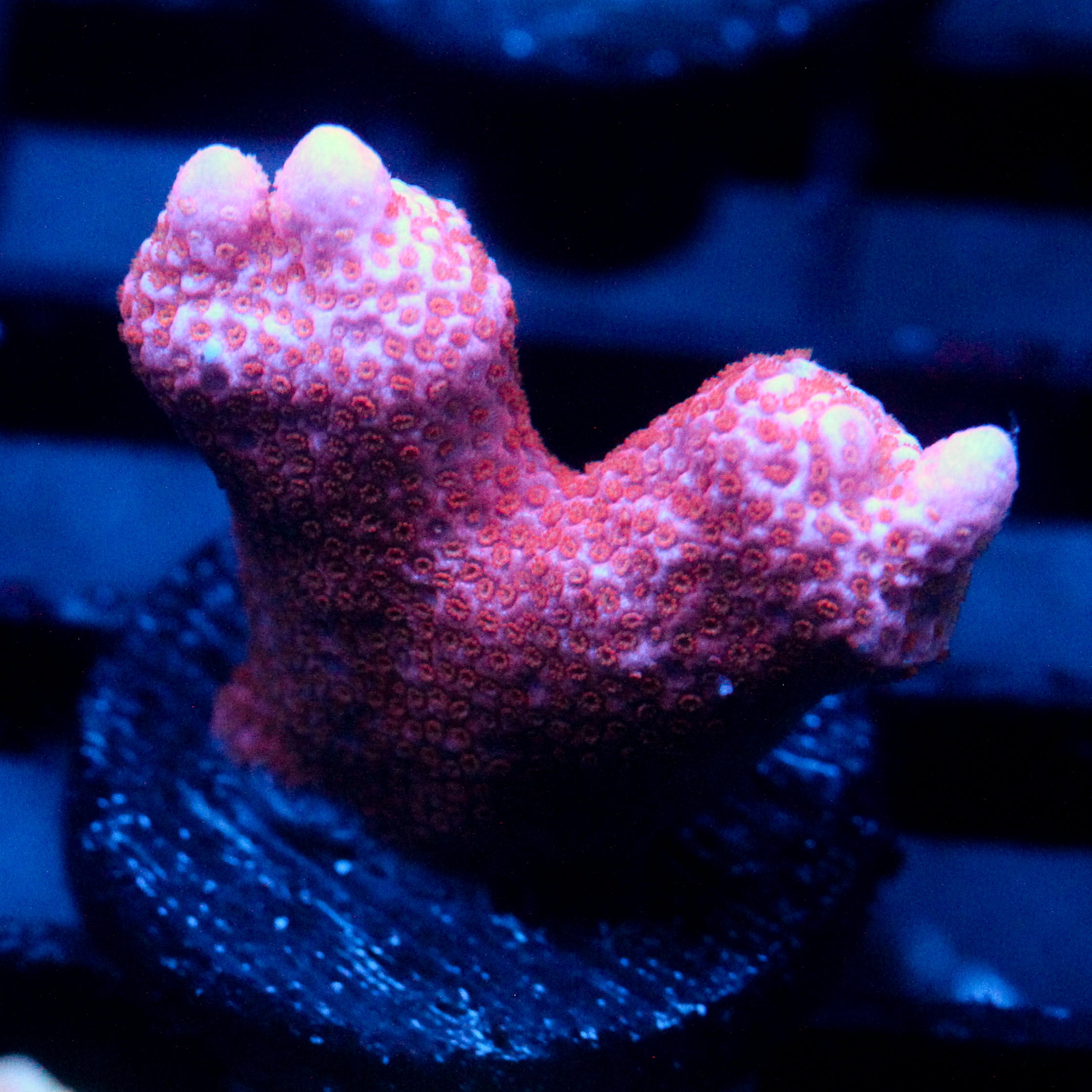 JC Pink Digi Monti