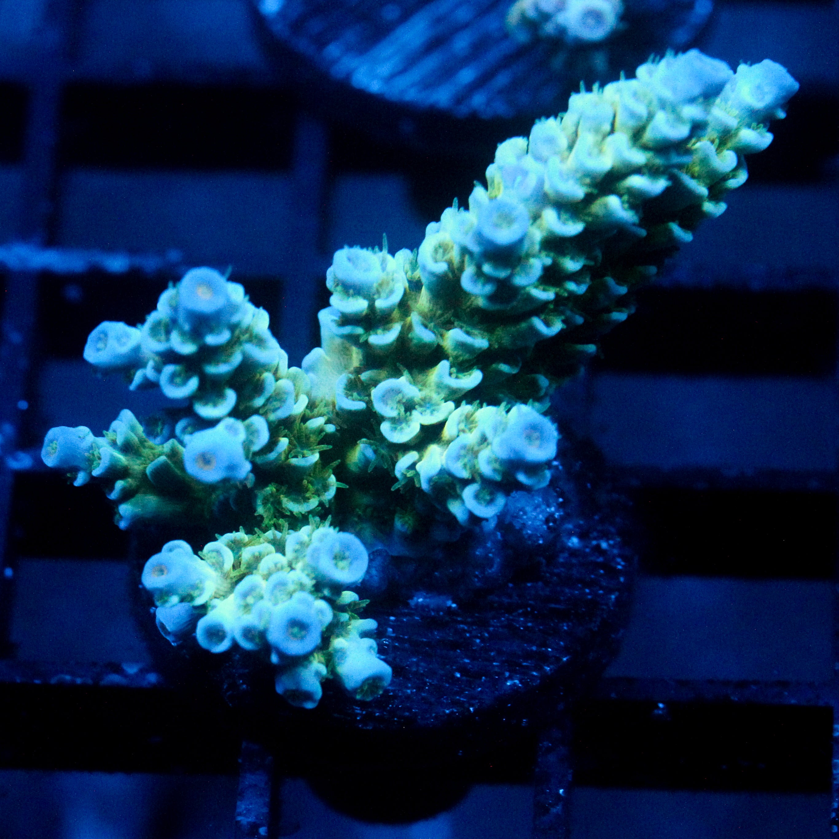 JC Green Demon Acro