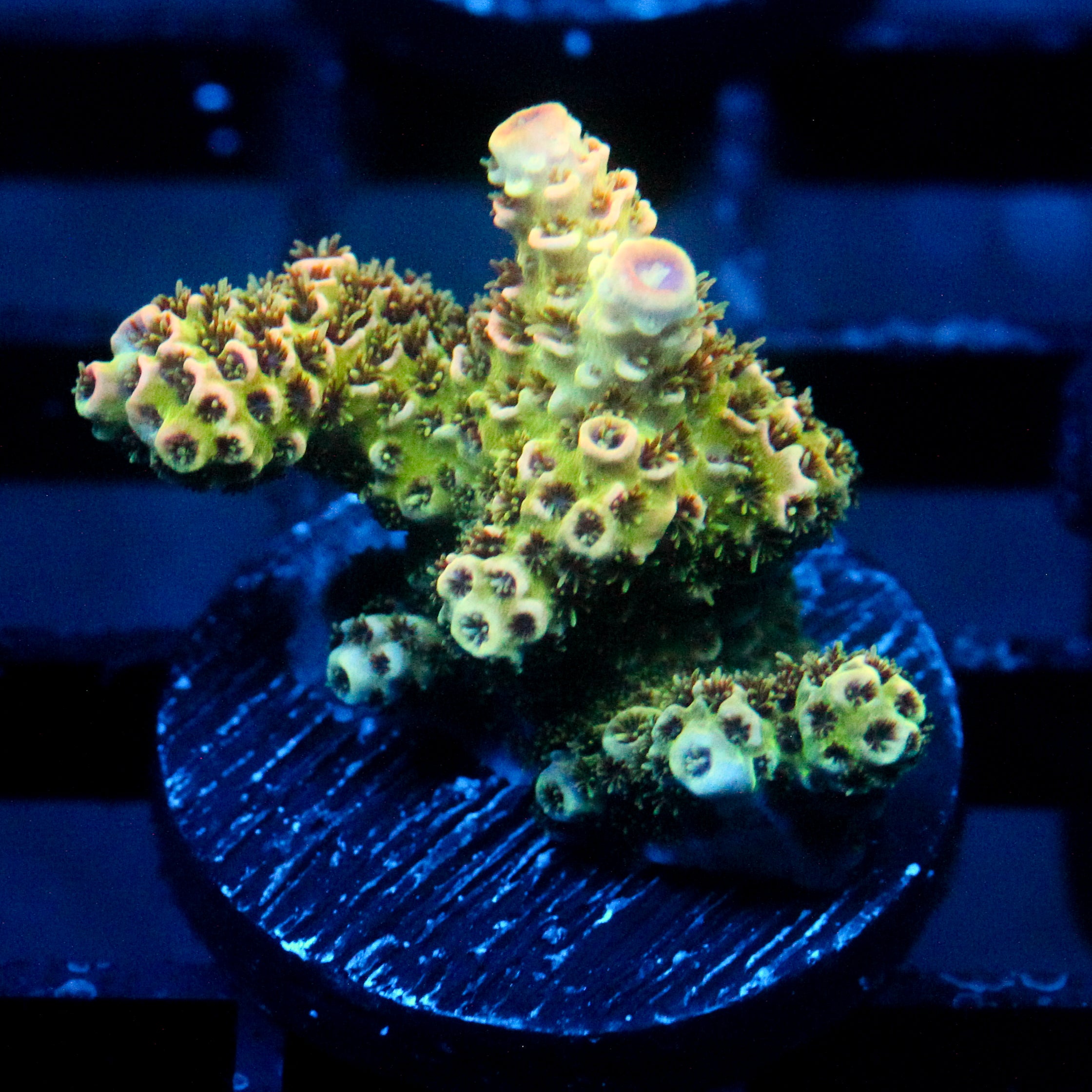 JC Golden Glow Acro