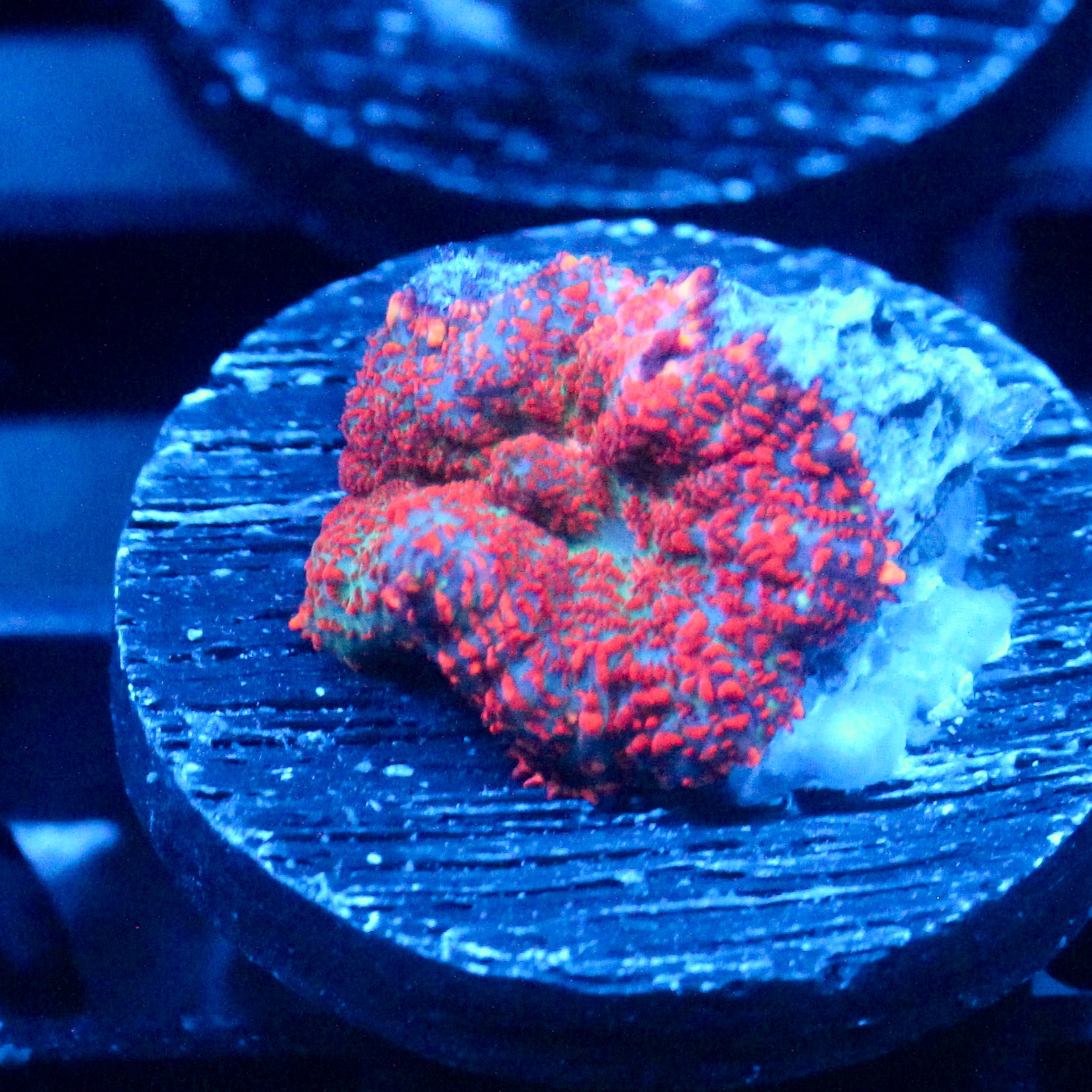 JC Red Crush Rhodactis